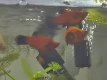 Spirulina Food Tropical Fish Nutrition For Aquarium Fish Tank Color Enhanced Food