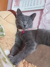 Collar brillante para perro y gato, Collar fluorescente de silicona antipérdida con campanas, anillo de cuello para perro, accesorios para perros y gatos, novedad de 2021