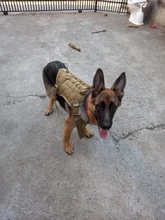 Chaleco táctico para perro, ropa de perro militar transpirable, arnés K9, tamaño ajustable, entrenamiento, caza, Molle, arnés táctico para perro