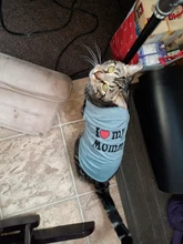 Ropa de gato para primavera y verano, chaleco estampado para mascotas a la moda, ropa divertida para gatos, 11C40S3