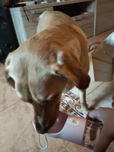 Botella de agua portátil para perros, cuenco alimentador de comida y agua, para viajes al aire libre