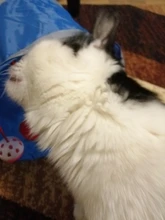 Juguete de túnel para mascotas, tubos de juego con 2 agujeros, bolas plegables, antiarrugas, para cachorros, hurones y conejos