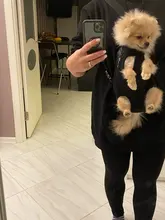 Transportín para perros de malla, productos de viaje al aire libre, bolsas transpirables con asas para hombros para perros pequeños, gatos, Transportín para gato