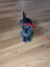 Conjunto de arnés y correa de Gato de Ángel para perros y gatos pequeños, correas ajustables de 10 colores para mascotas