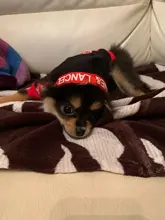 Puppy-Outfit Dogs-Clothing Chihuahua Dog Hoodie Pets Spring Small Fashion Medium