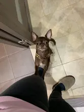 Collar de cadena de moda para perro, accesorios de Metal, cadena de oro para Teddy Bulldogs Bully, Collar de regalo para mascotas, suministros para mascotas