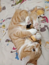 8 Styles Fun Catnip Toys For Cats Simulation Fish Plush Cat Pet Toys Cats Products For