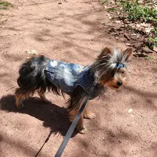 Chaleco vaquero de primavera para perros pequeños, ropa de Tzu para perros Yorkshire Terrier, ropa estilo vaquero para cachorros, chaqueta para Chihuahua, ropa para gatos