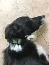 Collar de nailon de 15 colores para perro con impresión, Collar ajustable para perros, productos para mascotas, placa con nombre de grabado personalizado, suministros para mascotas