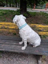 Collar con estampados personalizados para mascotas, collar ajustable de nailon y hebilla de metal de alta calidad, con grabado llamativo, con nombre de identificación para perros pequeños, medianos y grandes