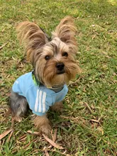 Sweatshirt Hooded Adidog Four-Seasons Pet-Jacket Small Cotton Warm And Medium-Sized Hot-Sale