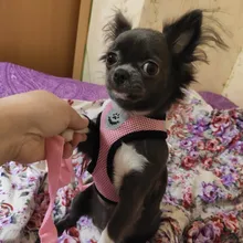 Breathable Mesh Small Dog Pet Harness and Leash Set Puppy Cat Vest Harness Collar For