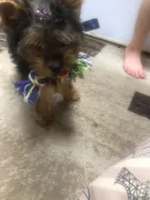 Cuerda para morder para perros, suministros para perros, mascotas, juguete para masticar de algodón para cachorros, cuerda duradera de hueso trenzado, herramienta divertida de Color aleatorio, 1 Uds.