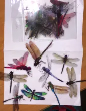 Pegatinas transparentes de PVC de simulación para álbum diario, pegatinas decorativas de animales, mariposas y pájaros, bosque creativo, 30 Uds.