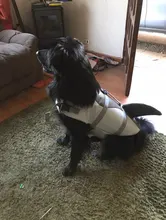 Vida de perro chaqueta Ripstop perro salvavidas tiburón chalecos con el rescate de mascota perro seguridad traje de baño para piscina playa de navegación