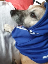 Sweatshirt Hooded Adidog Four-Seasons Pet-Jacket Small Cotton Warm And Medium-Sized Hot-Sale