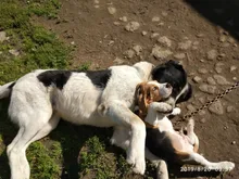 HSWLL-cepillo de doble cara de acero inoxidable para Gato, peine profesional para perros grandes, cuchillo rastrillo de nudo abierto, productos para el cuidado de mascotas