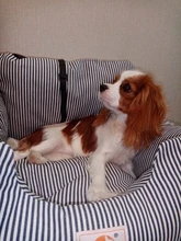 Carrier Seat-Cover Dog-Car-Seat Outdoors Removeable Puppy Cat Traveling Waterproof SUV