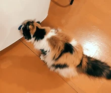 Energy-Ball-Toy Snacks Sugar Ball Cat Nutrition Cat Treats Candy Natural-Catnip Licking