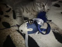 Interactive-Toys Teaser-Stick Cat Catcher Bird-Feather Plush-Cat-Wand Fish Cat Bell Mouse