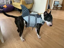 Vida de perro chaqueta Ripstop perro salvavidas tiburón chalecos con el rescate de mascota perro seguridad traje de baño para piscina playa de navegación