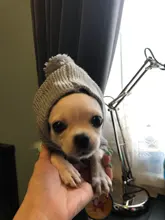 Sweater Puppy-Dog French Bulldog PETCIRCLE Teddy Chihuahau Winter Autumn Starfish Nordic