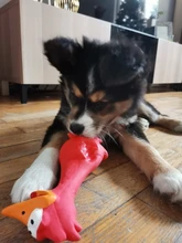 1PC Toy For Dogs Puppy Screaming Rubber Chicken Toy For Dogs Latex Squeak Squeaker Chew