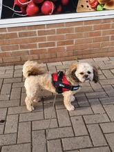 Arnés de perro sin tirones, arnés de mascota ajustable transpirable reflectante para chaleco de perro, Parche de identificación personalizado para exteriores, suministros para perros que caminan