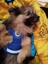 Dog Cat Harness Reflective Vest Pet Chest Strap Mesh Breathable Dog Harness And Walking