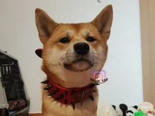 Dog-Collar Studded Spikes Pitbull Large Dog High-Quality Mastiff Big with Black Sharp