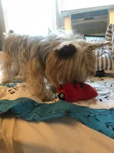 Dog-Toys Pets-Accessories Chew Small Dogs Fleece Cute for SUPRPET Size-Bear