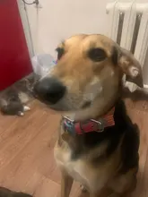 Suministros para mascotas tela doble arnés Collar de perro colorido Collar ajustable para mascota XS-L para pequeñas y medianas perros grandes