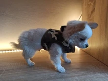 Dog-Harness Leash Yorkie-Vest Leopard Small Dogs Chihuahua Pet-Products Nylon for Puppy