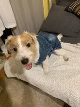 Chaqueta vaquera para perro, chaqueta vaquera azul con cara bonita, chaleco, ropa para cachorros, ropa de 6 tamaños