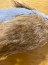 Peluche de felpa con queso sonriente para perros, juguete de perro chillón para cachorros de tamaño mediano y grande, Toro francés, Russell