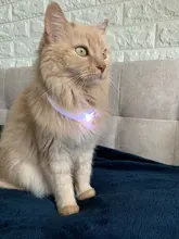Collar para perro recargable por USB, emisor de luz, TPU, puede cortar la luz de seguridad para perros pequeños y medianos