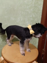 Pet lazo de diamantes de imitación nudo Collar de perro gato Bling suave lindo Collar de la Collar de cuero para mascotas perro suministros