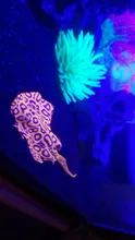 Underwater-Ornament Submarine Jellyfish Aquarium-Decoration Fish-Tank Anemone Artificial-Devil