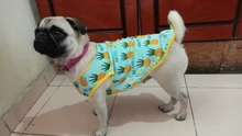 Dulce perro par ropa de verano fresco cachorro ropa para perros pequeños, perro vestido de camisa chaleco perro ropa camiseta perra falda