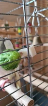 Tenedor de plástico para Alimentación de Mascotas, soporte de comida para loros, pájaros y frutas, suministros para mascotas, 2 uds.