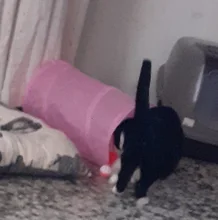 Juguete de túnel para mascotas, tubos de juego con 2 agujeros, bolas plegables, antiarrugas, para cachorros, hurones y conejos