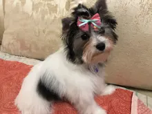 Peine de aguja de acero para perros y gatos, cepillo de limpieza, rastrillo, herramientas de masaje, accesorios para mascotas