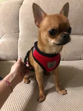 Breathable Mesh Small Dog Pet Harness and Leash Set Puppy Cat Vest Harness Collar For