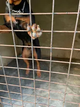 Collar de cadena de acero inoxidable para mascotas, accesorio ajustable para perros pequeños, medianos y grandes, 4 tamaños