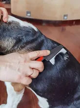 Comb Protect-Flea-Comb Animal-Care Hair Pet Stainless-Steel for Cat-Dog-Pet Comfort Grooming