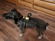 De Nylon reflectante perro arnés sin tirones ajustable mediano grande perro travieso Chaleco de seguridad Vehicular plomo caminar correr