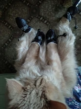 Funda de baño antimordedura para zapatos de gato, Protector de patas para mascotas, antiarañazos, ajustable