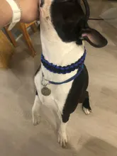 Collar de Color mejorado de alta calidad para perros grandes, Pastor Alemán, cadena P, ajustable, para perros medianos y grandes