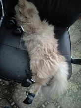 Funda de baño antimordedura para zapatos de gato, Protector de patas para mascotas, antiarañazos, ajustable