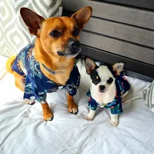 Ropa para perro pequeña y grande, camisa hawaiana de árbol de ananá Coco, Gato Azul para mascotas, suministros de primavera y verano